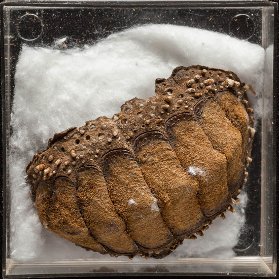 IES_ISABELLACATOLICA_BIOLOGIA_378