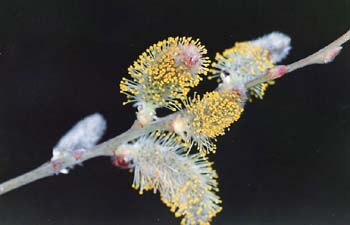 Arcazón - Flores (Salix pedicellata)