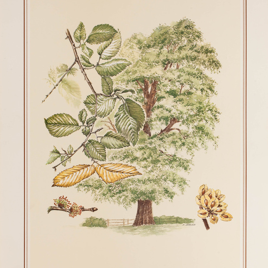 IES_CARDENALCISNEROS_BOTÁNICA_II_LÁMINAS_114