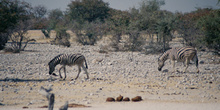 Cebras caminando, Namibia