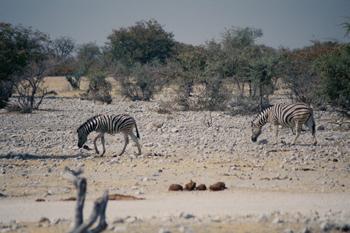 Cebras caminando, Namibia