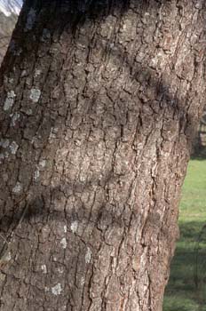 Aliso - Tronco (Alnus glutinosa)