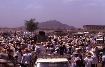 Mercado de ganado vacuno en Suq al Khamis, Yemen