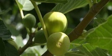 Higuera - Frutos (Ficus carica)