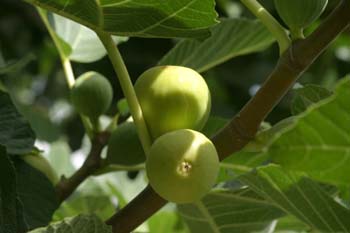 Higuera - Frutos (Ficus carica)