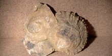 Ostrea sp. (Molusco bivalvo) Plioceno