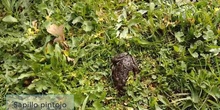 Sapillo pintojo