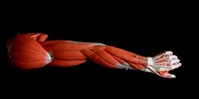 Músculos del  brazo
