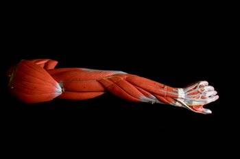 Músculos del  brazo