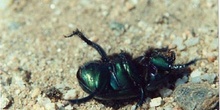 Geotrupes stercorarius