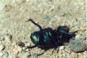 Geotrupes stercorarius