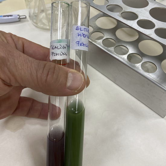 fehling almidon y almidón parcialmente hidrolizado por amilasa_2