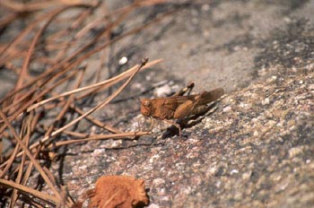 Saltamontes de tierra (Oedipoda germanica)