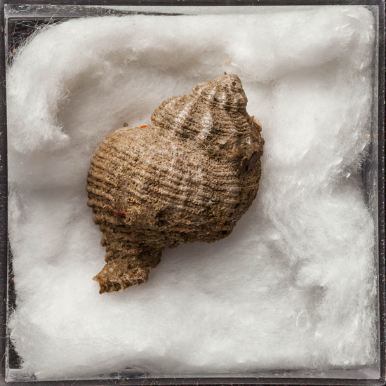 IES_ISABELLACATOLICA_BIOLOGIA_274