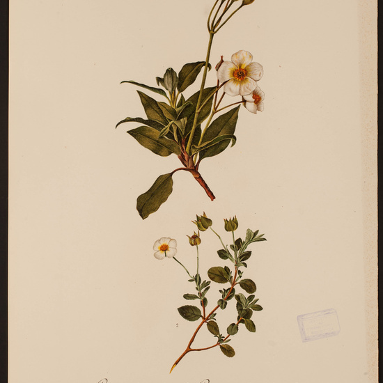 IES_CARDENALCISNEROS_HERBARIO_30 18