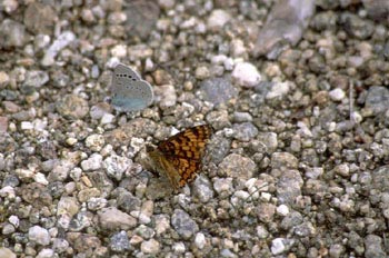 Doncella (Mellicta sp.)