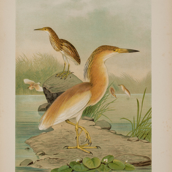 IES_CARDENALCISNEROS_AVES_LAMINAS_236