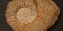 Podagrosites aratum (Ammonites) Jurásico