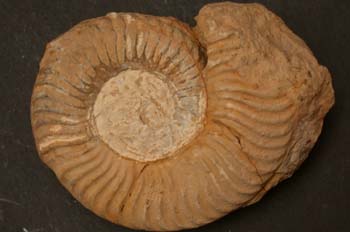 Podagrosites aratum (Ammonites) Jurásico