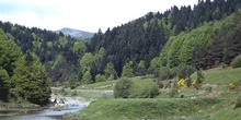 Bosque de Irati. Cauce del río