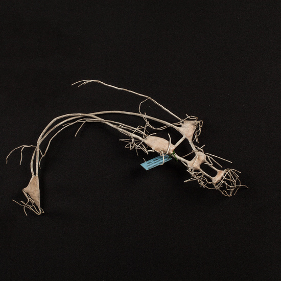 IES_CARDENALCISNEROS_ZOOLOGIA_II_MODELOS_023