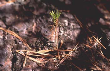 Pino silvestre - Jóven (Pinus sylvestris)