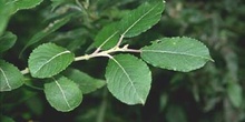 Sauce cabruno - Hojas (Salix caprea)