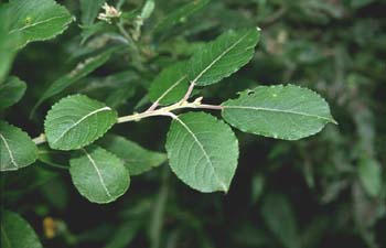 Sauce cabruno - Hojas (Salix caprea)