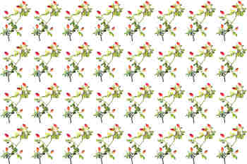 Repetición de ocho ramas