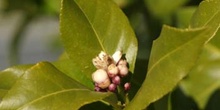 Limonero - Flor (Citrus limon)