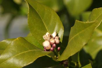 Limonero - Flor (Citrus limon)