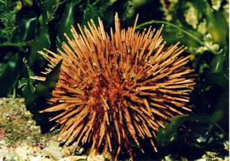 Erizo (Paracentrotus lividus)