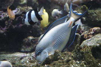 Pez cirujano rayado (Acanthurus sohal)