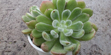 Planta, Echevería (Echeveria Doris Taylor)