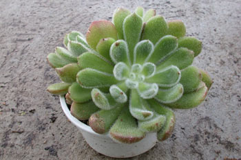 Planta, Echevería (Echeveria Doris Taylor)