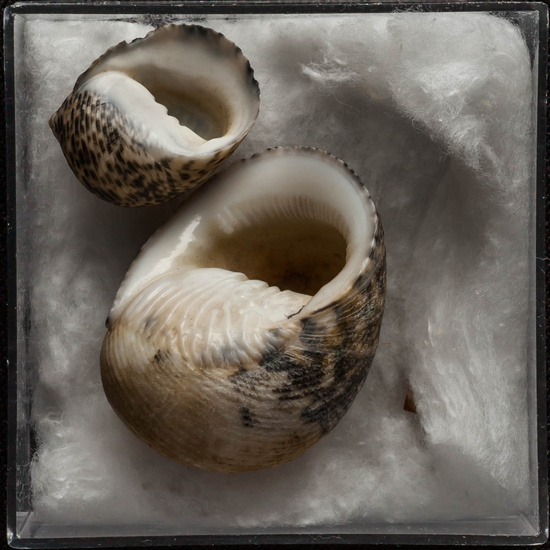 IES_ISABELLACATOLICA_BIOLOGIA_298