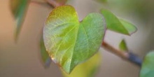 árbol del amor - Hoja (Cercis siliquastrum)