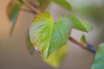 árbol del amor - Hoja (Cercis siliquastrum)