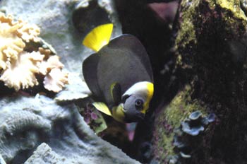 Pez Angel (Centropyge sp)