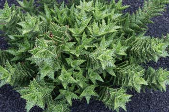 Aloe squarrosa