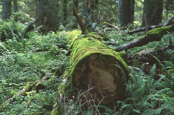 Abeto blanco - Tronco (Abies alba)