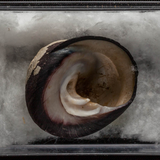 IES_ISABELLACATOLICA_BIOLOGIA_296