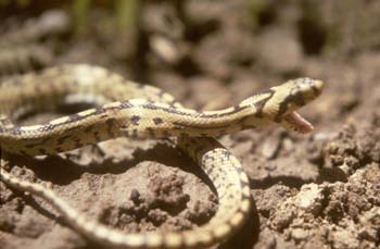Culebra de escalera (Elaphe scalaris)