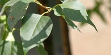 Lilo - Hoja (Syringa vulgaris)