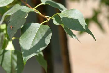 Lilo - Hoja (Syringa vulgaris)
