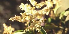 Aligustre - Flor (Ligustrum sp.)