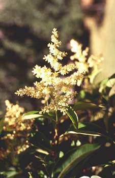 Aligustre - Flor (Ligustrum sp.)