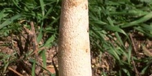 Seta Falo (Phallus impudicus)