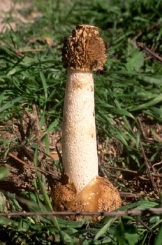 Seta Falo (Phallus impudicus)