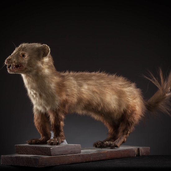 IES_SANISIDRO_MUSEO_Zoolgía_147